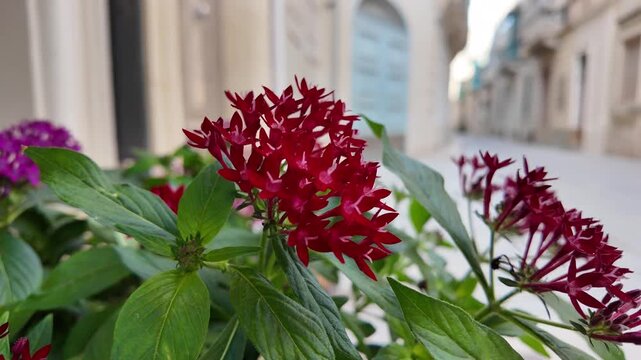 Field of blooming colourful Pentas lanceolata flowers