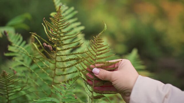 close up of person gently holding fern leaf with fingers while observing plant details in vibrant green forest during nature research, focus on tactile interaction