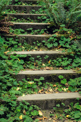 overgrown stone steps in the forest