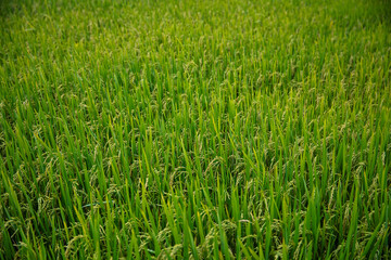 Lush green rice fields in vietnam ready for harvest season