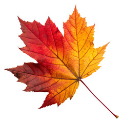 Closeup of a vibrant red and yellow maple leaf isolated on transparent background, showcasing autumn colors and intricate details