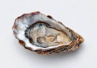 Single oyster shell, open, showcasing interior.  Atop a plain, light-gray surface.  