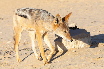 Black-backed jackal, Canis mesomelas, hunting at dawn,  in arid semi-desert, Kalahari, Northern Cape, South Africa