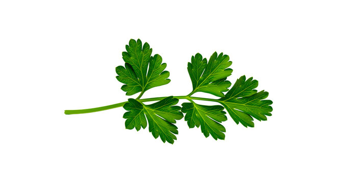 Fresh green parsley sprig isolated on transparent background for cooking and garnish