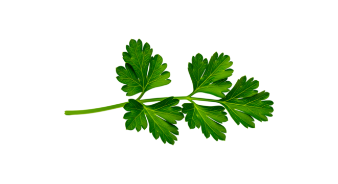 Fresh green parsley sprig isolated on transparent background for cooking and garnish