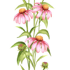Pink Echinacea Vertical Border - Hand-Drawn Floral Illustration