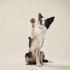 A border collie raises its paw as if waving, with an eager and friendly expression. The beige background enhances the focus on the dog's movement.
