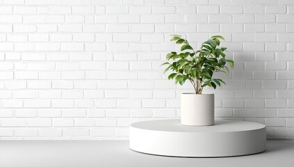 Minimalist white room with plant on pedestal