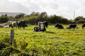 cows in a field