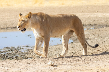 Kalahari Lion, Lioness (Panthera Leo) at Polentswa Waterhole, Kgalagadi Transfrontier Park, Northern Cape, South Africa.