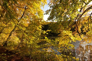 Gelb leuchtet das Herbst Laub am See.