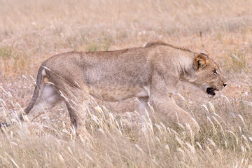 Young Kalahari Lion cub (Panthera leo) practicing hunting skills stalking prey in arid savannah, Kgalagadi Transfrontier Park, Northern Cape, South Africa