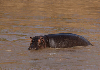 Fototapeta premium Portrait of a Hippopotamus in a river, Masai Mara, Kenya