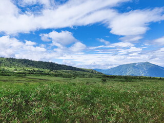 立山弥陀ヶ原の湿原を捉えた風景写真。一面に広がる青々とした草木の先に、遠く連なる山々が写っています。夏の青空に白い雲が広がり、清々しい雰囲気が伝わってきます。