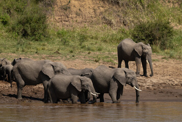 Fototapeta premium African elephants near a river channel drinking watere, Masai Mara, Kenya