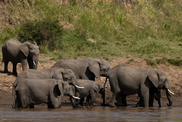 Fototapeta premium African elephants in a river channel at Masai Mara, Kenya