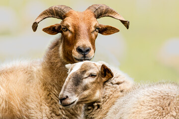 Portrait of a male and female Drents Heideschaap (Drents Heath Sheep), the male with beautiful long horns and the female without them. Both have no earmarks.