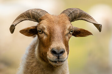 Portrait of a male  Drents Heideschaap (Drents Heath Sheep),  with beautiful long horns  and ears without earmarks blurred background,