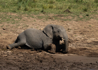 African elephant mud bathing near a river channel at Masai Mara, Kenya