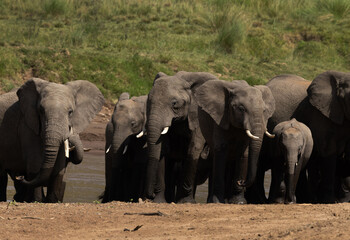 Obraz premium African elephants near a river channel at Masai Mara, Kenya