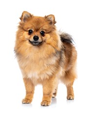 Obraz premium Adorable Pomeranian dog portrait