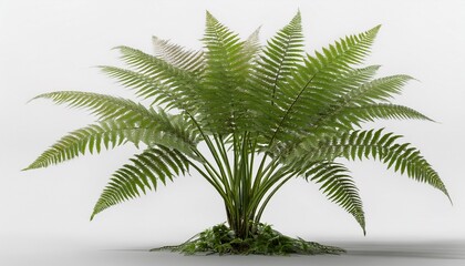 Obraz premium 3d rendering of ferns tree isolated on white background generative ai