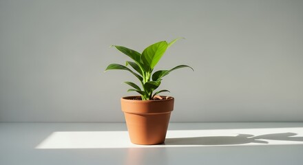 A small potted plant with vibrant green leaves sits on a white surface against a minimalist gray backdrop, concept for interior decoration, plant shop showcase and serene home ambiance
