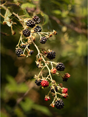 Wild blackberries on a bramble bush