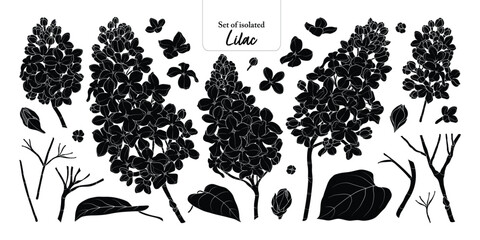 Set of Lilac flower branches in black silhouette style, isolated on transparent background, hand-drawn botanical illustration.