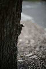 happy little squirrel