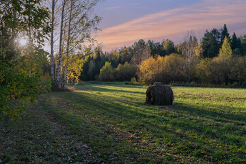 Haystack roll on green grass field at forest trees in summer evening.