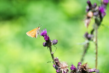 Orange colour moth on a purple thistle