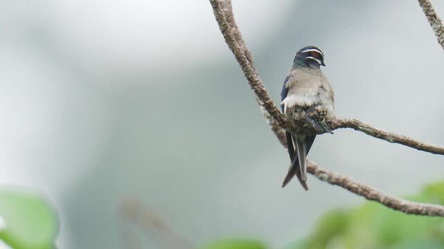 A whiskered treeswift (Hemiprocne comata) bird is brooding its chicks in a nest on a branch. It is a bird with a very small nest, smaller than its own body