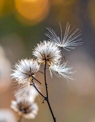 Close-up of seed heads