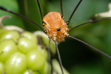 Macro of a phalangium opilio , a generalist predator and scavenger that feeds on soft-bodied animals found in crops