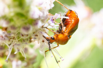 Macro of an Orange flying beetle pest on a flower in the garden