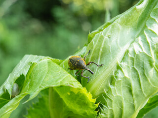 Macro of a brown yellow weevils, with an elongated snout on the leaves of a green plant