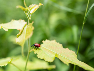 Naklejka premium Close up of a Chrysomela populi in black and red colours insect om a green leaf