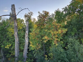 Fototapeta premium forest landscape