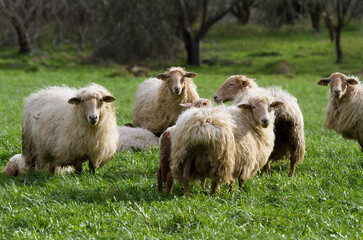 Sheeps in Idiazabal, Gipuzkoa, Spain
