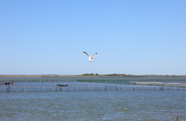 seagull flying over adriatic sea distant clam and mussel farm endangered by invasive blue crab