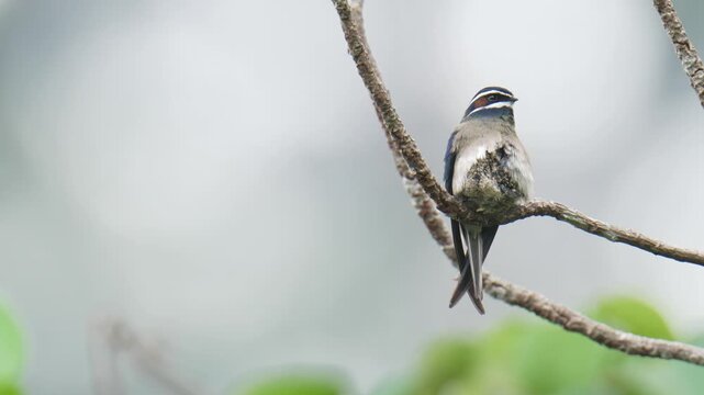 A whiskered treeswift (Hemiprocne comata) bird is brooding its chicks in a nest on a branch. It is a bird with a very small nest, smaller than its own body