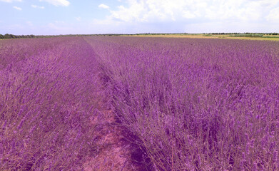 Fototapeta premium field of lavender flowers deep purple color bloomed in the plain