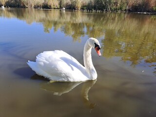 swan on the lake