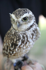 owl with bright yellow beak and dark eyes perched on wood