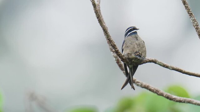 A whiskered treeswift (Hemiprocne comata) bird is brooding its chicks in a nest on a branch. It is a bird with a very small nest, smaller than its own body