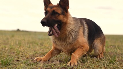 German Shepherd portrait with long tongue, Friendly dog having a fun day outside, German Shepherd smiling at the camera, Lovely dog relaxing in open space, Dog with big ears and shiny fur, Happy