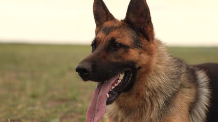 German Shepherd dog in field with tongue out, looking alert, happy, Close-up portrait of German Shepherd, brown and black fur, outdoors,Summer day, German Shepherd panting heavily, green grass