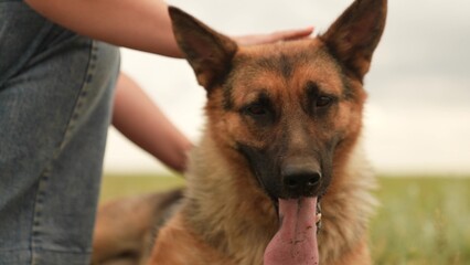 German Shepherd and owner outdoors, Loyal dog with human friend, Happy pet in the park, Dog panting after play, Friendship between human and dog, Close-up of German Shepherd, Summer joy with dog