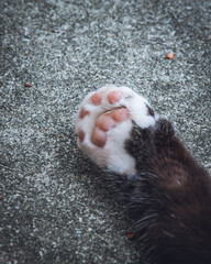Sleeping Cat Paw Toes